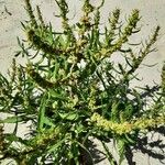 Rumex palustris Flower