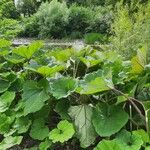 Petasites hybridus Leaf