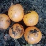 Garcinia epunctata Φρούτο