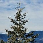 Abies kawakamii Buveinė