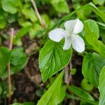 Viola striata Leaf