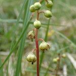 Pyrola chlorantha Flor