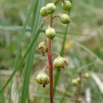 Pyrola chlorantha Kvet