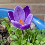 Crocus neapolitanus Flors