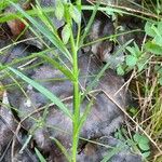 Polygala alpestris Blatt