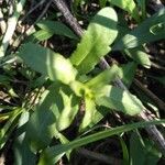 Veronica peregrina Leaf