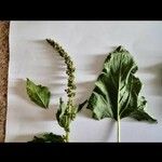 Chenopodium bonus-henricus Leaf