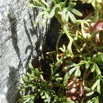 Saxifraga pentadactylis Leaf