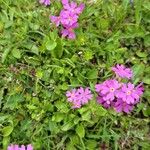 Primula farinosaFlower