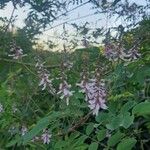 Indigofera amblyantha Blüte