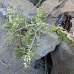 Cynanchum hastifolium Plante entière