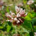 Trifolium hybridum Цветок