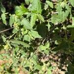 Pavonia hastata Leaf