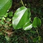 Cocculus orbiculatus Blatt