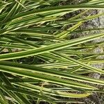 Carex morrowii 葉