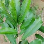 Chrysophyllum gonocarpum List