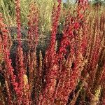 Rumex bucephalophorus Habit
