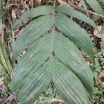 Areca triandra Folio