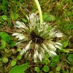 Taraxacum officinale फल