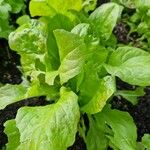 Lactuca sativa पत्ता