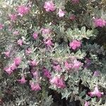 Leucophyllum frutescens Blüte