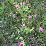 Sabatia campestris موطن