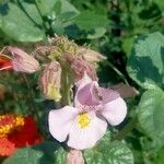 Proboscidea louisianica Flower
