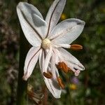 Asphodelus fistulosus 花