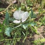 Argemone albiflora Blüte