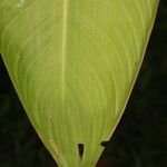 Heliconia sarapiquensis برگ