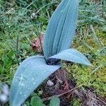 Allium karataviense Leaf