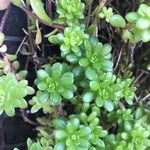 Sedum cepaea Лист