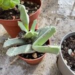 Cheiridopsis denticulata Hoja