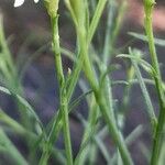 Symphyotrichum subulatum List