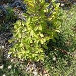 Carpinus orientalis Blad