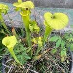 Sarracenia flava Hábito