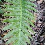 Blechnum brasiliense 葉
