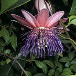 Passiflora laurifolia Цвят