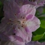 Rhododendron oreotrephes फूल