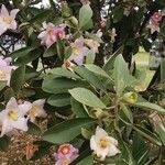 Lagunaria patersonia ᱥᱟᱠᱟᱢ