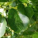 Tilia dasystyla Leaf