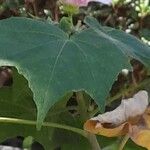 Hibiscus mutabilis Foglia