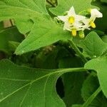 Solanum villosum Çiçek