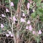Antirrhinum barrelieri Квітка