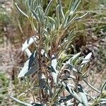 Helianthemum syriacum Tervik taim