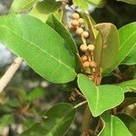 Croton gratissimus Blad