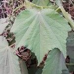 Triumfetta cordifolia Leaf