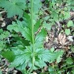 Pimpinella major Blad