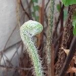 Nephrolepis biserrata Folha