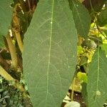 Clerodendrum quadriloculare Leaf